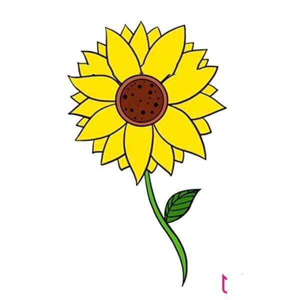 向日葵花简笔画图片带颜色,向日葵怎么画简单好看