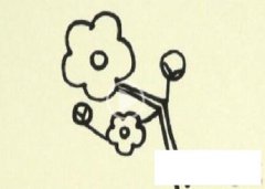 笑面桃花简笔画画法_怎么画笑面桃花