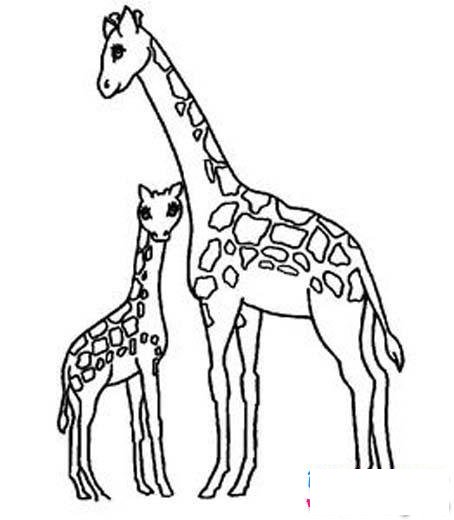 一对长颈鹿母子简笔画