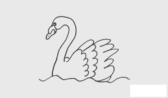 天鹅简笔画彩色画法步骤图片