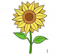向日葵花简笔画图片带颜色，向日葵怎么画简单