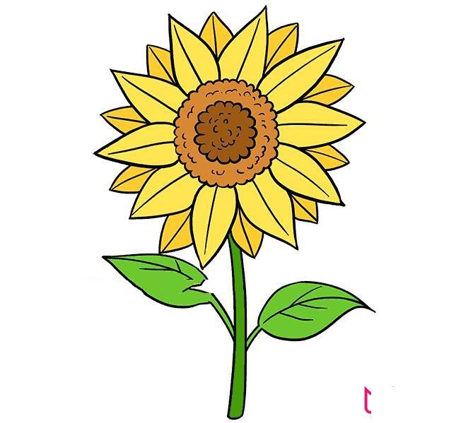 向日葵花简笔画图片带颜色,向日葵怎么画简单好看