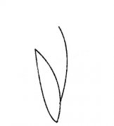 风信子简笔画大全及画法步骤