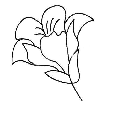 百合花简笔画大全及画法步骤
