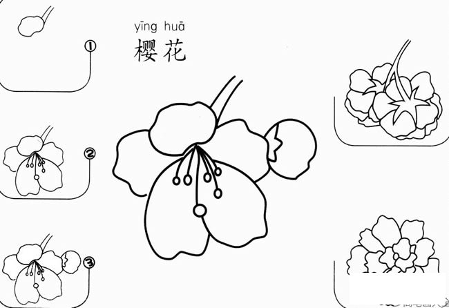 简单的樱花怎么画好看