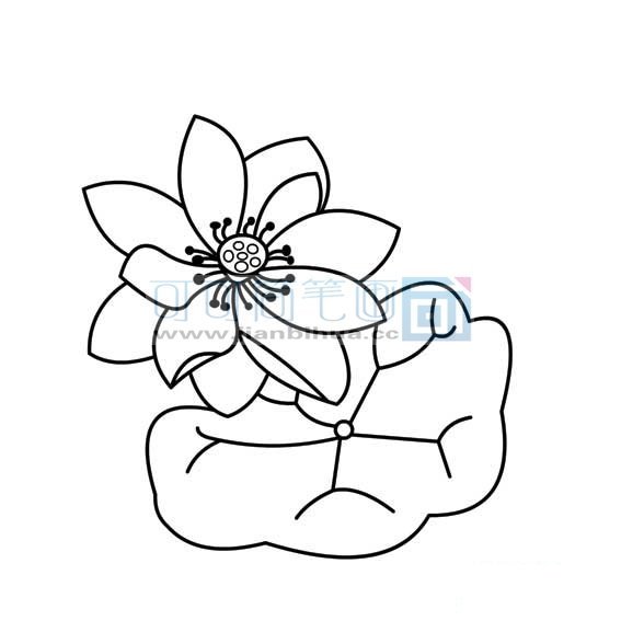荷花的简笔画法2