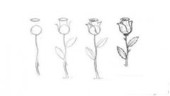 含苞待放的玫瑰花简笔画画法_怎么画含苞待放的