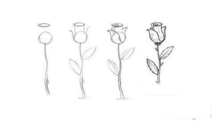 简笔画含苞待放的玫瑰花的具体画法步骤图片教程