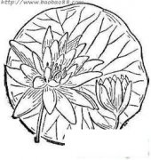 荷花盛开简笔画画法_怎么画荷花盛开