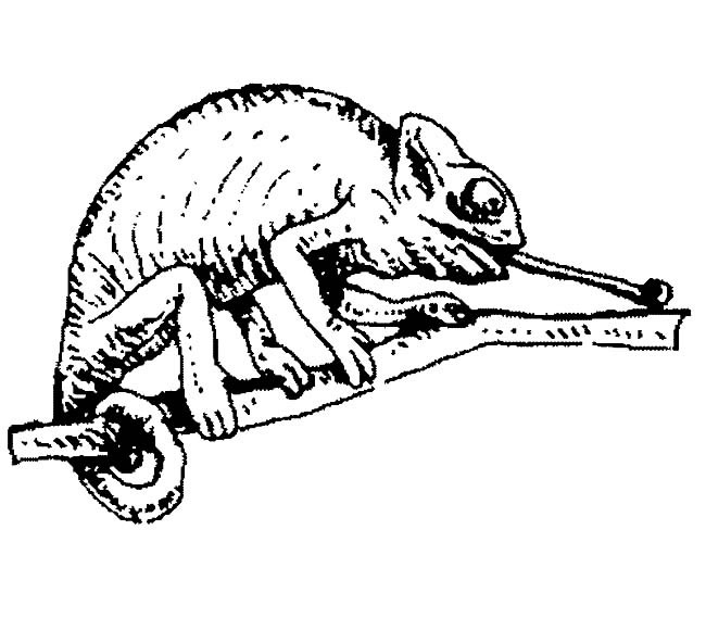 变色龙动物简笔画步骤图片大全