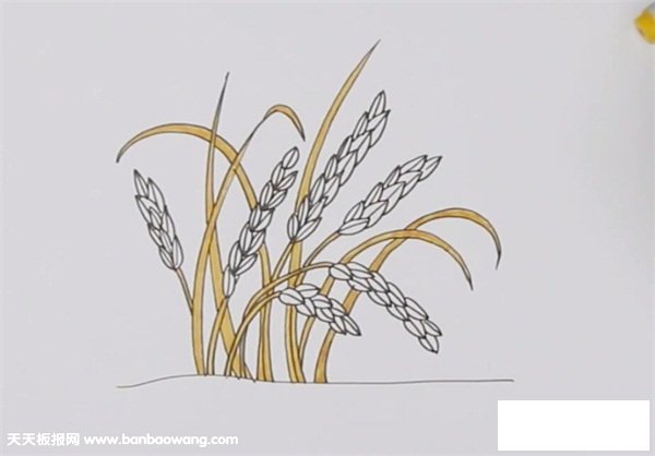 丰收的稻谷简笔画