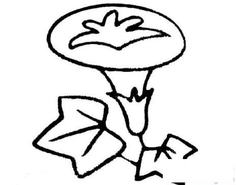 简笔画坚强的牵牛花的具体画法步骤图片教程