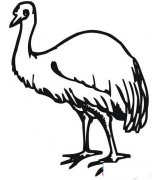 小学生大鸵鸟简笔画图片