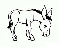 卡通驴的简笔画图片大全