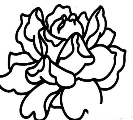 简笔画盛开的牡丹花的具体画法步骤图片教程
