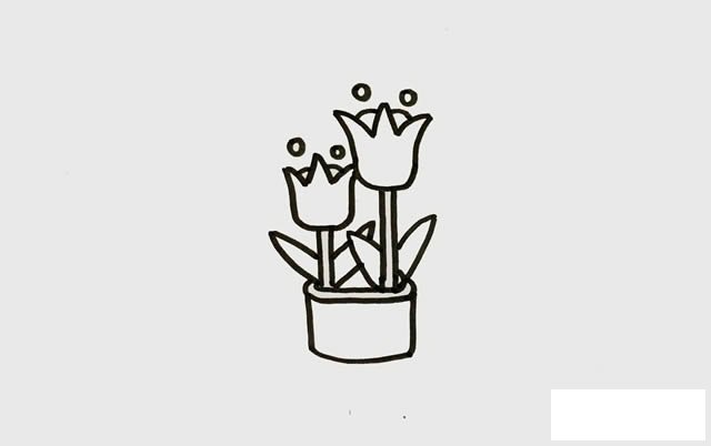 盆栽郁金香简笔画彩色画法步骤图片