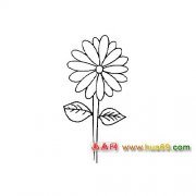 一朵菊花│花卉简笔画