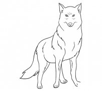 凶猛的狼简笔画图片