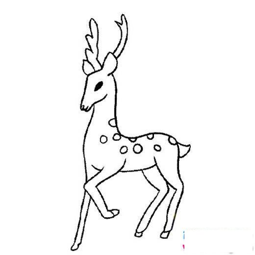 幼儿动物简笔画图片:鹿