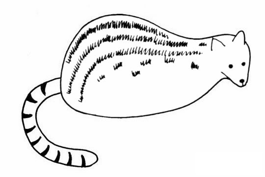 灵猫简笔画图片大全作品二