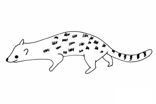 灵猫简笔画图片大全作品一