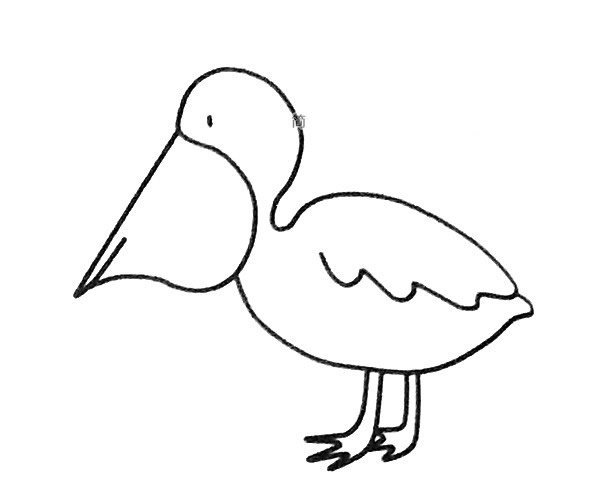 鹈鹕简笔画图片2