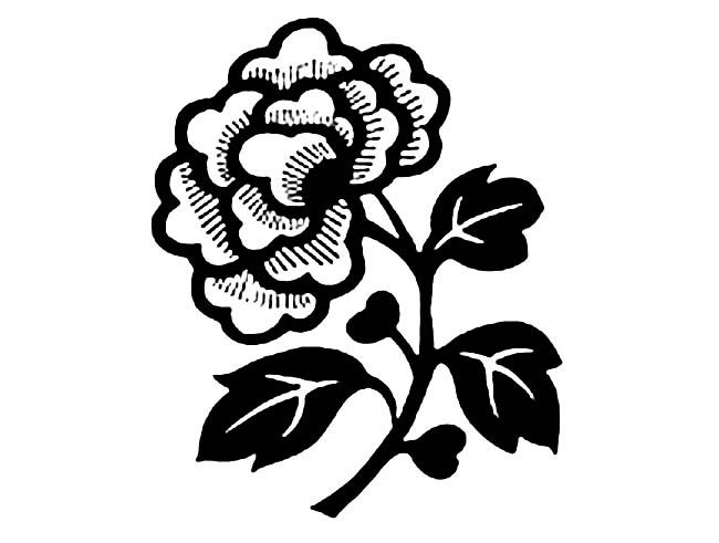 野菊花简笔画图片