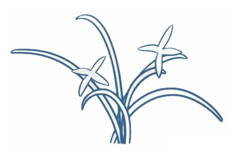 兰花简笔画图片