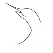 剑鱼简笔画的画法步骤教程