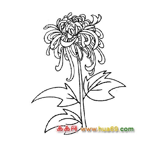 花卉简笔画:盛开的菊花