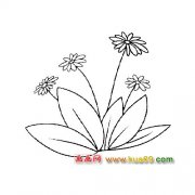 美丽的菊花简笔画