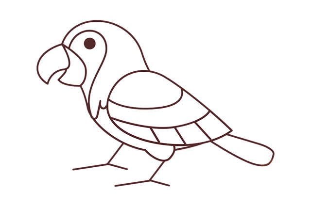 金刚鹦鹉简笔画步骤图解