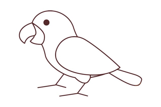 金刚鹦鹉简笔画步骤图解