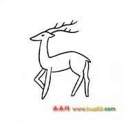 动物简笔画：长角的梅花鹿