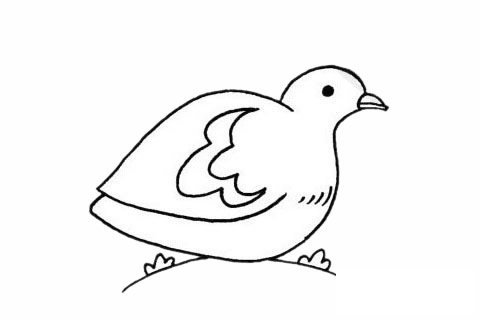鹌鹑简笔画图片