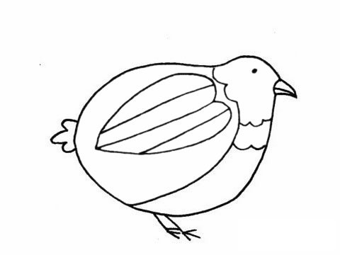 鹌鹑简笔画图片