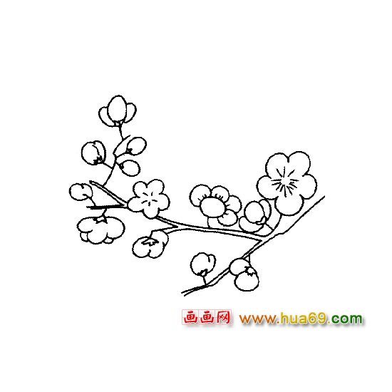 许多梅花-花卉简笔画