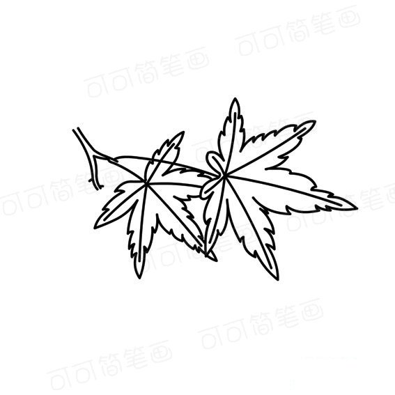 两片红枫的叶子简易画法