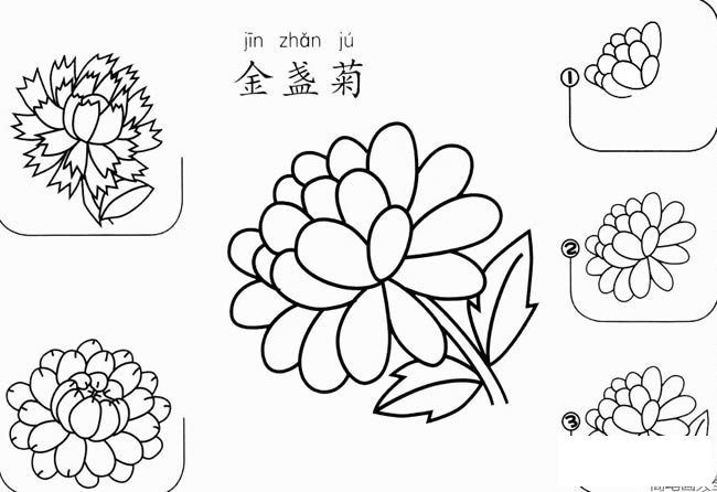 金盏菊怎么画简笔画 金盏菊的画法步骤图教程