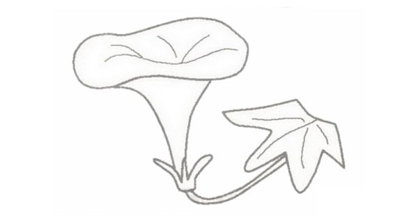 牵牛花简笔画图片