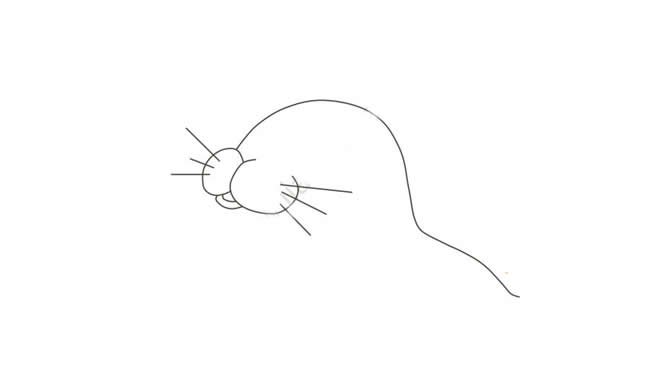 小海豹简笔画步骤图