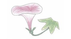 牵牛花简笔画的画法步骤图教程