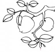 怎么画桃树枝简笔画图片简单好看