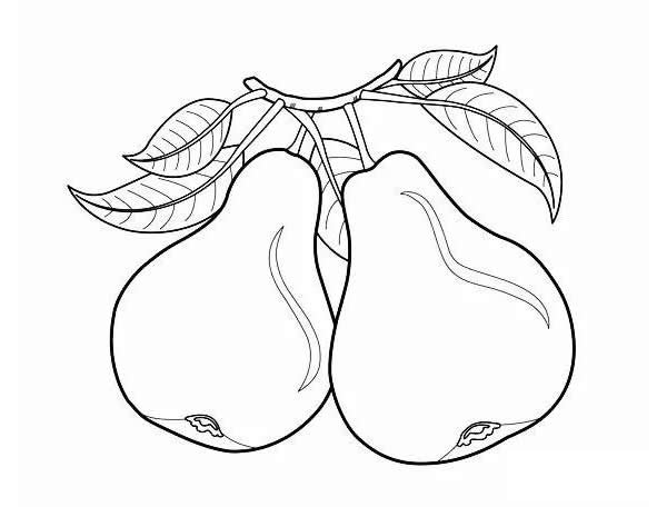 梨的简笔画图片