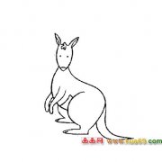 袋鼠【动物简笔画】4