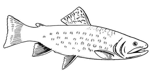 蓝点马鲛简笔画