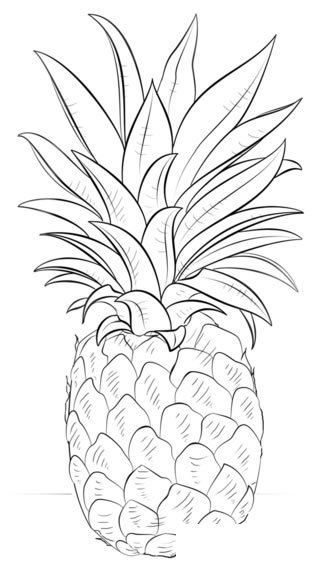 菠萝简笔画