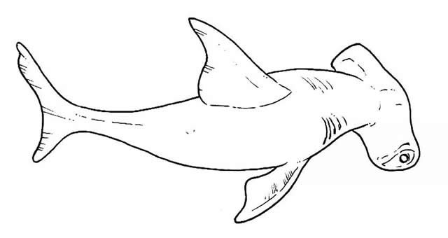 鲸鱼简笔画