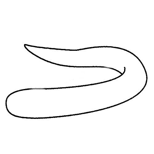 电鳗简笔画