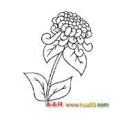 花卉简笔画：美丽的菊花